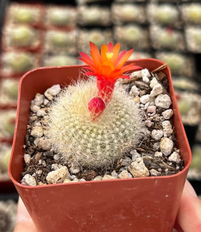 Rebutia Minuscula Live Plant - Red Crown Cactus, Blooming Cactus, 4 Inch Pot - Image 2