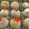 Rebutia Minuscula Live Plant - Red Crown Cactus, Blooming Cactus, 4 Inch Pot - Image 1