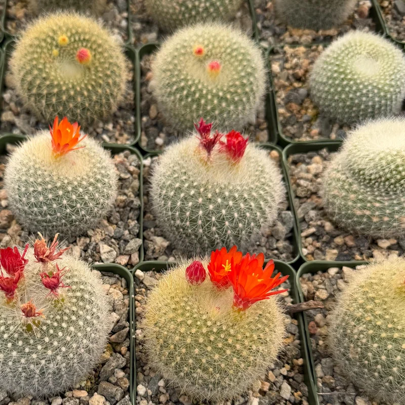 Rebutia Minuscula Live Plant - Red Crown Cactus, Blooming Cactus, 4 Inch Pot - Image 1