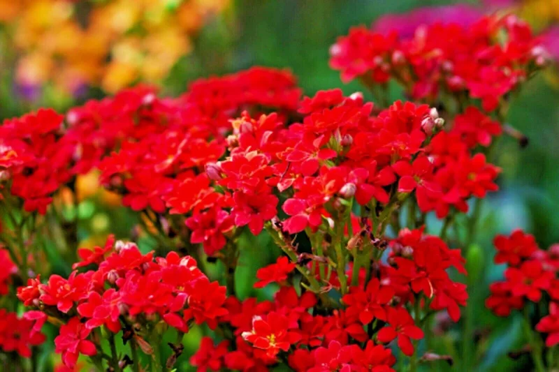 Red Alyssum Seeds - Sweet Carpet Flowers, Perennial, Easy Grow - Image 2