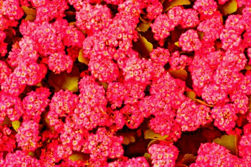 Red Alyssum Seeds - Sweet Carpet Flowers, Perennial, Easy Grow - Image 3