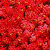 Red Alyssum Seeds - Sweet Carpet Flowers, Perennial, Easy Grow - Image 1