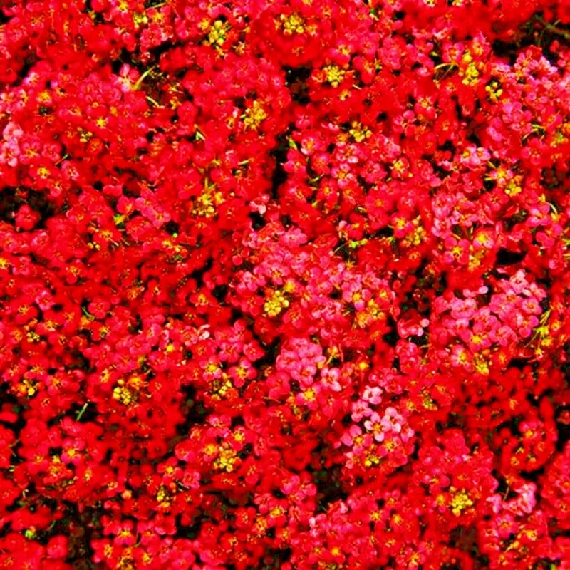 Red Alyssum Seeds - Sweet Carpet Flowers, Perennial, Easy Grow - Image 1