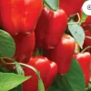 Red Beauty Bell Pepper Live Plants - Sweet Pepper - Lot of 3 - Vegetative - Image 1