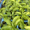 Red Cayenne Chili Live Plants - Super Hot Pepper (3 Pack) - 75 Days Old - Image 1