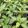 Red Cherry Hot Chili Pepper Live Plants - Cherry Bomb Chili, 3 Pack, Super Hot - Image 1