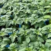 Red Cherry Tomato Live Plants, Set of 4, 6-10 in, 60+ Days Old, Outdoor Vegetable - Image 1