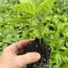 Red Ghost Bhut Jolokia Super Hot Pepper Live Plants - 3 Pack, 75+ Days Old, Red Chili, Vegetative Stage - Image 1