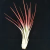 Red Juncea Air Plant Live Tillandsia - 4-7 inch Indoor Plant - Image 1