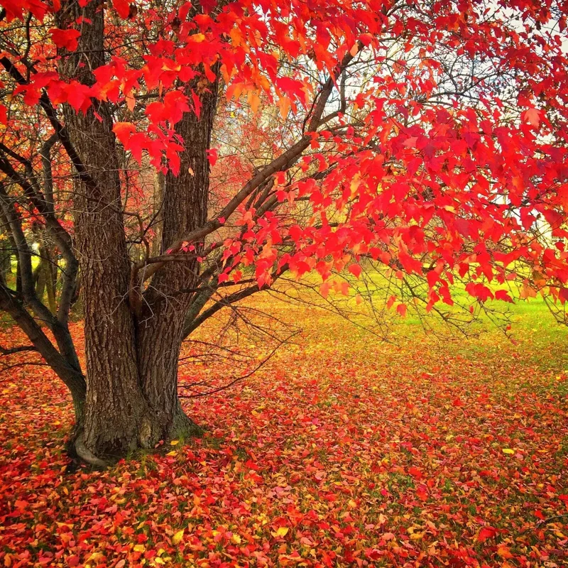 Red Maple Tree Seeds (Acer rubrum) - 25+ Fast Growing Seeds, Outdoor Perennial - Image 2