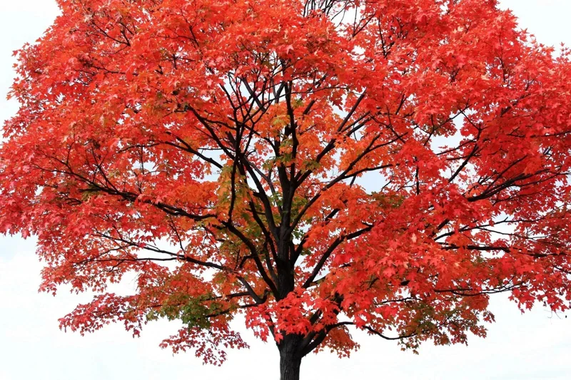 Red Maple Tree Seeds (Acer rubrum) - 25+ Fast Growing Seeds, Outdoor Perennial - Image 3