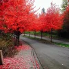 Red Maple Tree Seeds (Acer rubrum) - 25+ Fast Growing Seeds, Outdoor Perennial - Image 1