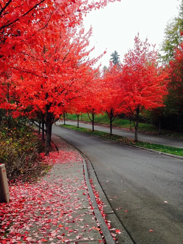 Red Maple Tree Seeds (Acer rubrum) - 25+ Fast Growing Seeds, Outdoor Perennial - Image 1