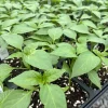 Red Sriracha Chili Live Plants - Super Hot Pepper, Lot of 3, Vegetative Stage - Image 1