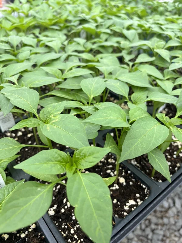 Red Sriracha Chili Live Plants - Super Hot Pepper, Lot of 3, Vegetative Stage - Image 1