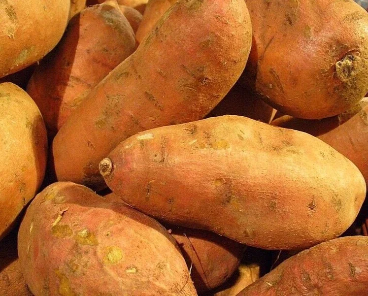 Red Sweet Potato Seed for Planting 113g - USDA Certified, Vining Growth - Image 1