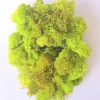 Reindeer Moss Chartreuse - Preserved Decorative Craft Moss - 2 OZ Bag - Image 1