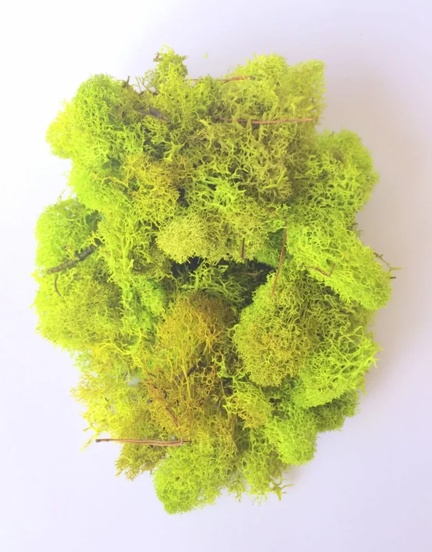 Reindeer Moss Chartreuse - Preserved Decorative Craft Moss - 2 OZ Bag - Image 1