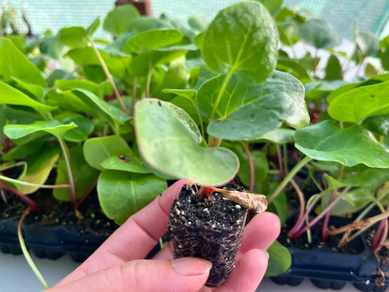 Rhubarb Live Plant Plug - Well-Rooted Perennial for Edible Garden, 1 inch pot - Image 2