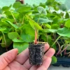 Rhubarb Live Plant Plug - Well-Rooted Perennial for Edible Garden, 1 inch pot - Image 1
