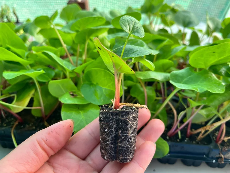 Rhubarb Live Plant Plug - Well-Rooted Perennial for Edible Garden, 1 inch pot - Image 1
