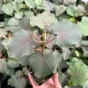 Rock Fig Live Plant Ficus Petiolaris Rare Specimen in 4 Inch Pot - Image 1