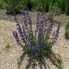 Rocky Mountain Penstemon Live Plant - Penstemon Strictus Starter - 24-36 Inches Tall - Zone 4-9 Perennial - Image 1