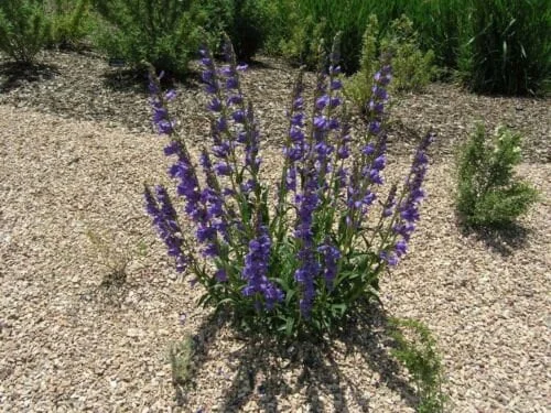 Rocky Mountain Penstemon Live Plant - Penstemon Strictus Starter - 24-36 Inches Tall - Zone 4-9 Perennial - Image 1