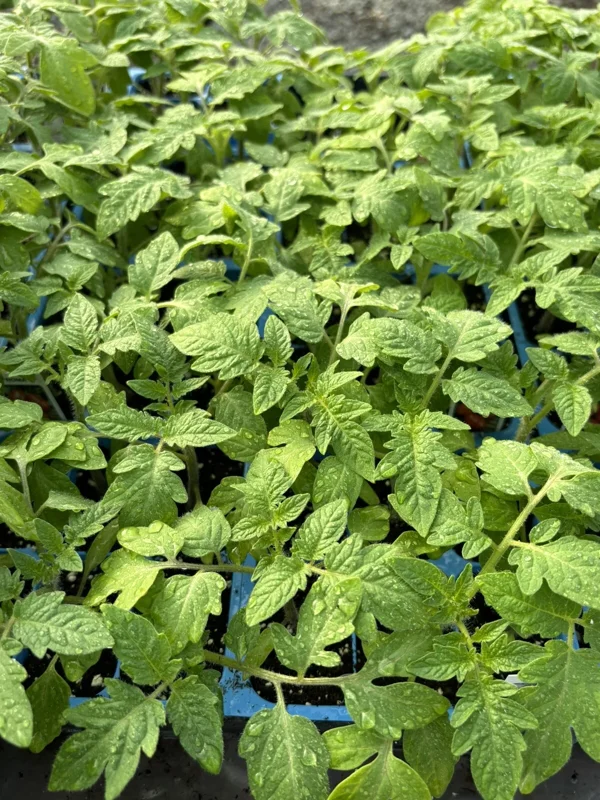 Roma Tomato Live Plants - 3 Pack, 6-10 inches Tall, 60+ Days Old, for Outdoor Gardening - Image 1
