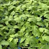 Roma Tomato Live Plants - 4 Pack, 6-10 inches, 60+ Days Old, Vegetative Stage - Image 1