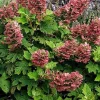 Ruby Slippers Oakleaf Hydrangea Live Plant – 7-12 Inch Tall, White to Ruby Red Flowers - Image 1