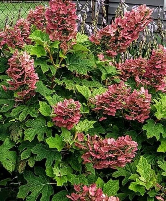 Ruby Slippers Oakleaf Hydrangea Live Plant – 7-12 Inch Tall, White to Ruby Red Flowers - Image 1