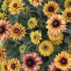 Rudbeckia Hirta Live Plant - Black-Eyed Susan, Gloriosa Daisy Starter - Image 1