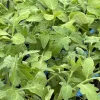 Rutgers Tomato Live Plants - 4 Pack, 6-10 Inches Tall, 60+ Days Old - Image 1