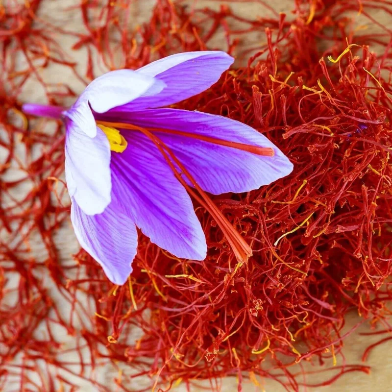 Saffron Autumn Crocus Seeds (Crocus sativus) - 50 Seeds | Fall-Blooming Purple - Image 2