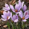 Saffron Autumn Crocus Seeds (Crocus sativus) - 50 Seeds | Fall-Blooming Purple - Image 1