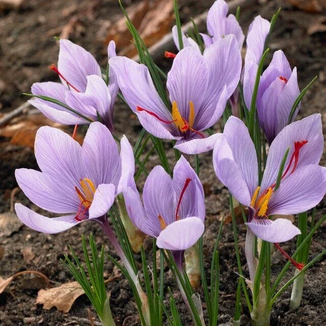 Saffron Autumn Crocus Seeds (Crocus sativus) - 50 Seeds | Fall-Blooming Purple - Image 1