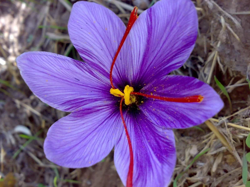 Saffron Crocus Seeds - 25+ Pack - Fresh Harvest Herb Seeds for Indoor/Outdoor - Image 2