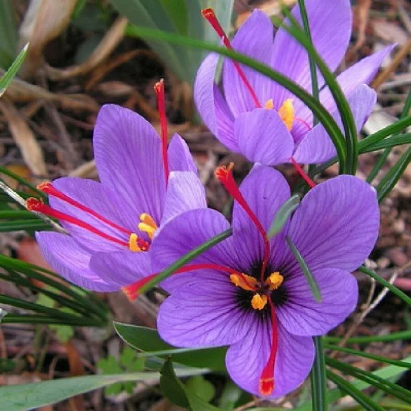 Saffron Crocus Seeds - Fresh Harvest Herb Seeds for Spice & Garden - 15+ Seeds - Image 2
