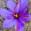 Saffron Crocus Seeds - Fresh Harvest Herb Seeds for Spice & Garden - 15+ Seeds - Image 1