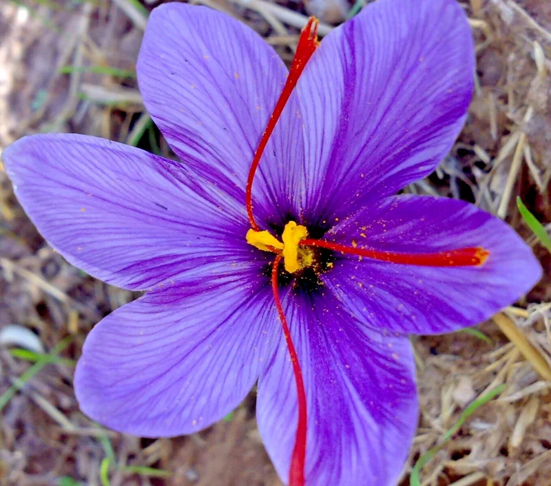 Saffron Crocus Seeds - Fresh Harvest Herb Seeds for Spice & Garden - 15+ Seeds - Image 1