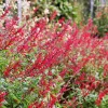 Salvia Elegans Pineapple Sage Live Plant - 6 Inch Pot - Fragrant Herb - Image 1