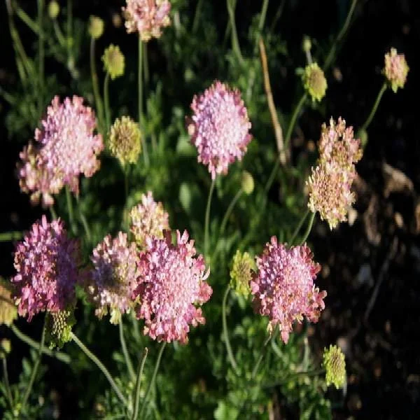 Scabiosa Pincushion Flower Live Plant - Well-Rooted Plug - Perennial - Image 10