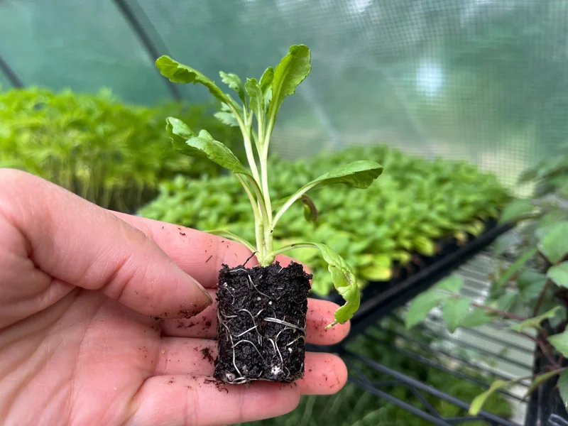 Scabiosa Pincushion Flower Live Plant - Well-Rooted Plug - Perennial - Image 2