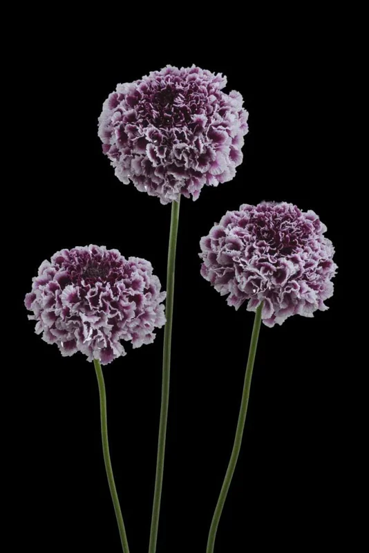 Scabiosa Pincushion Flower Live Plant - Well-Rooted Plug - Perennial - Image 4