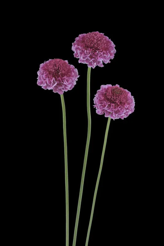 Scabiosa Pincushion Flower Live Plant - Well-Rooted Plug - Perennial - Image 5