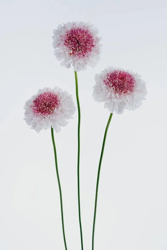 Scabiosa Pincushion Flower Live Plant - Well-Rooted Plug - Perennial - Image 6