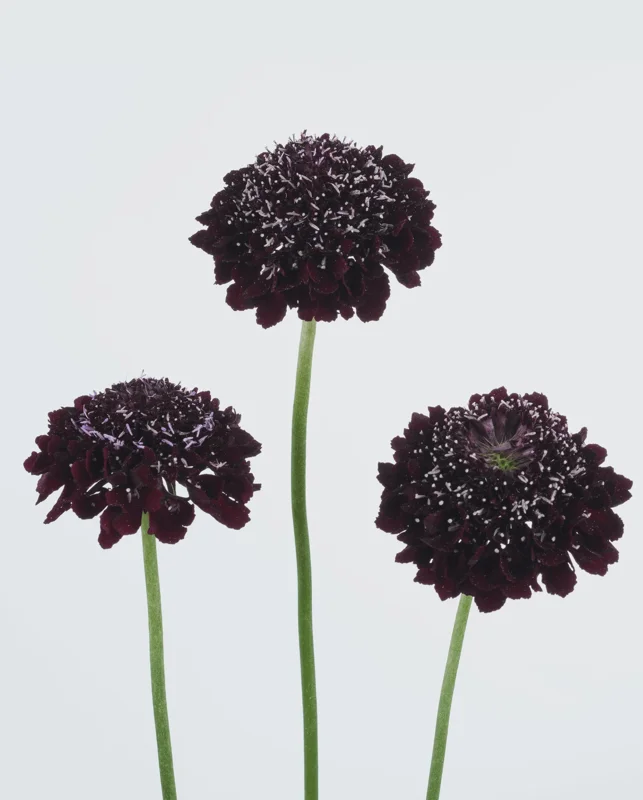 Scabiosa Pincushion Flower Live Plant - Well-Rooted Plug - Perennial - Image 7