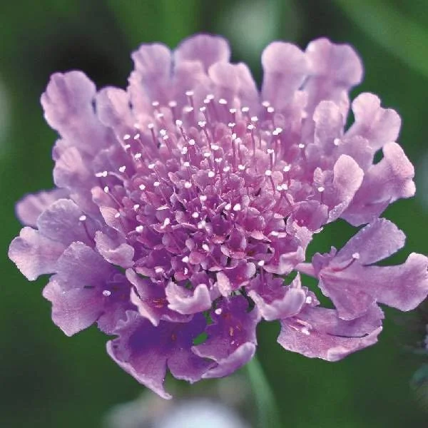 Scabiosa Pincushion Flower Live Plant - Well-Rooted Plug - Perennial - Image 8