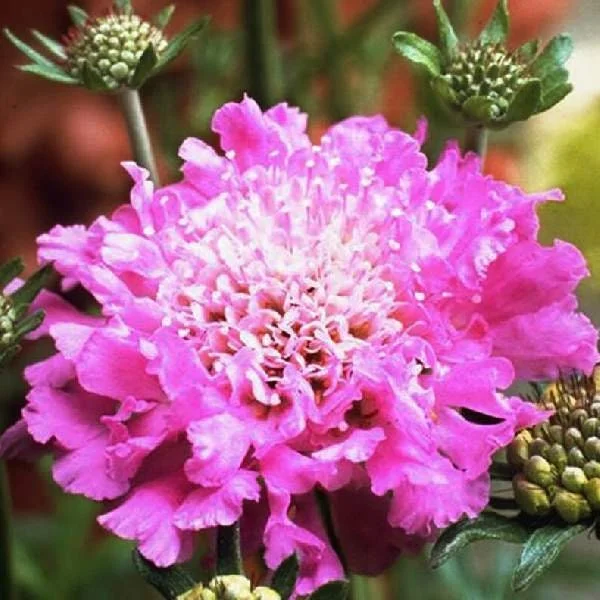 Scabiosa Pincushion Flower Live Plant - Well-Rooted Plug - Perennial - Image 9